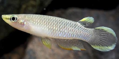 Aplocheilus panchax   Tandkarper